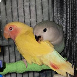 Peachface Lovebirds for Sale - Handfed and Tame in Harpers Ferry, wv