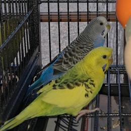 Mixed Parakeets for Sale - Prices from $50 to $75 Each in Harpers Ferry, wv