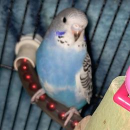 Crested Hagoromo Mixed Keets for Sale in Harpers Ferry, wv