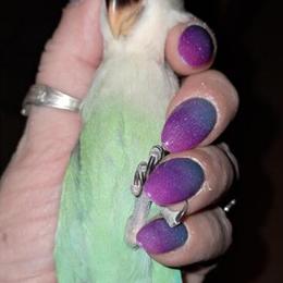 Peachface Lovebirds and Fisher Lovebird for Sale in Harpers Ferry, wv