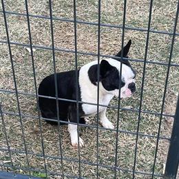 Boston Puppy - 8 Weeks Old, Ready for New Home in Warner Robins, ga