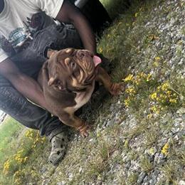 Exotic Bully Available in Henderson, nc