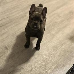 French Bulldog Male for Sale in Inkster, mi