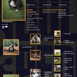 American Bully Puppies Available in Tampa, fl