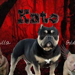 Stud available: Trapzilla son for breeding in Peoria, il