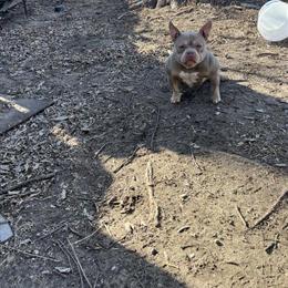 2 Year Old Female Dog Available in Peoria, il