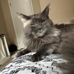 Maine Coon Kittens Available for Adoption in Port Huron, mi