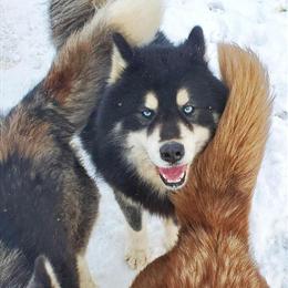 Siberian Husky Stud Service - 2 Year Old Proven Male in Midland, mi