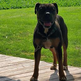 Olde English Bulldogge Stud Service - Proven Male Available in Midland, mi