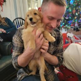 Cavapoo Puppies for Sale in Grand Blanc, mi