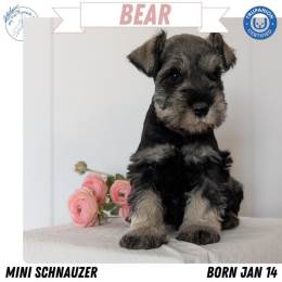 Akc Mini Schnauzer Puppies Microchipped Vaccinated Family Raised Ready March 2026 in Goshen, IN