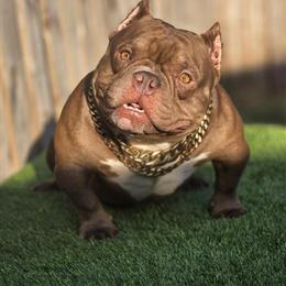 American Bully Teflon Don Available for Stud in Tampa, fl