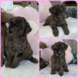 Toy Poodle Puppies Ready for New Homes in Jacksonville, fl