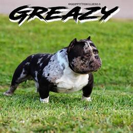 American Bully Gripp Tyte's Ball Greezy Open for Stud in Tampa, fl