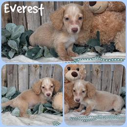 Miniature Dachshund Puppies Ready for New Homes in Jacksonville, fl