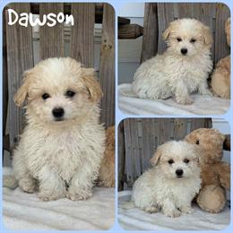 Maltipoo Puppy Ready for a New Home in Jacksonville, fl