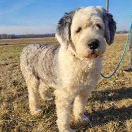 Old English Sheepdog Available for Stud Services in Paw Paw, mi