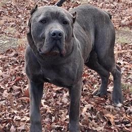 Cane Corso Male, 16 Months Old, Blue Brindle in Charlottesville, va