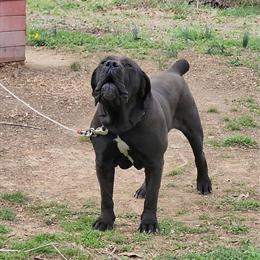 Black Boerboel Stud Available in Charlottesville, va
