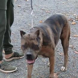 Cane Corso Hybrid - Beautiful 2-Year-Old Female in Charlottesville, va