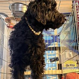 Labradoodle puppies seeking forever homes in Salisbury, md