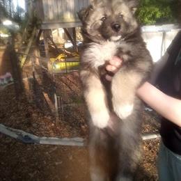 Siberian Husky Full AKC Puppy Available for Adoption in Florence, sc