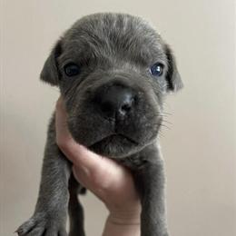 Cane Corso Puppies Available - 2 Males and 2 Females Left! in Marquette, mi