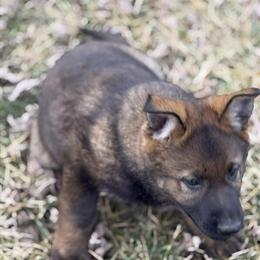 DDR German Shepherd Puppies Available in Greenacres, wa
