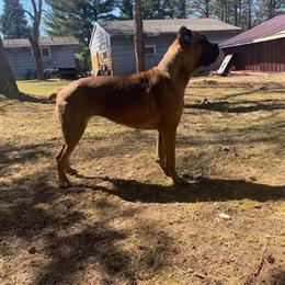 Cane Corso Puppies Ready for New Homes on April 28th in Marquette, mi