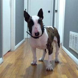 Male Bull Terrier Stud Available for $800 in Indianapolis, in