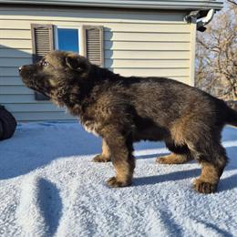 German Shepherd Puppies Available in Anoka, mn