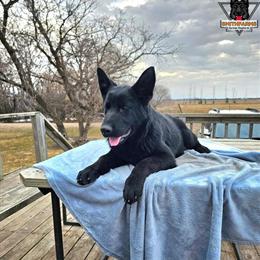 German Shepherd Puppies Available in Anoka, mn