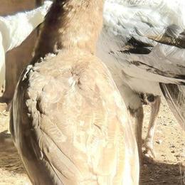 Peach Male Peacock for Sale or Trade in Lebanon, tn