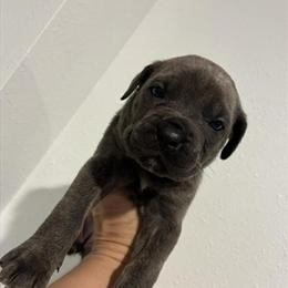 Cane Corso Puppies Available in Lady Lake, fl