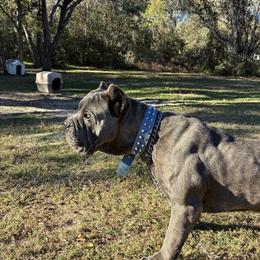 Cane Corso Stud Available in Lady Lake, fl