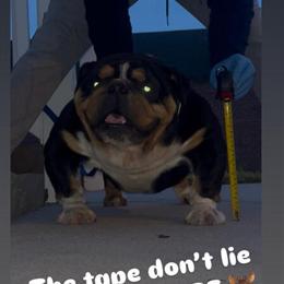 Mini English Bulldog for Stud in Hampton Roads in Hampton, va