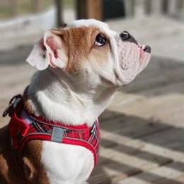 Bulldog - AKC Registered Female Puppy in Oak Park, mi