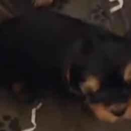 Yorkshire Terrier Female Ready for a Forever Home in Oak Park, mi