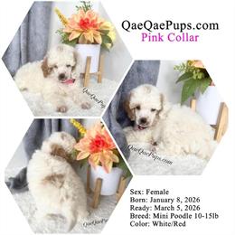 Mini Poodles Available for Adoption in Oak Park, mi