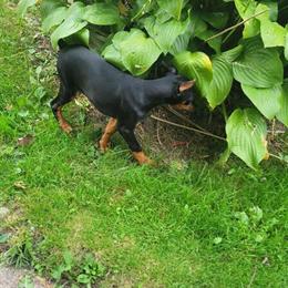 AKC Doberman Pinscher Puppies for Sale in Oak Park, mi