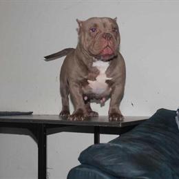 Exotic Bully Female for Sale or Trade in New York, ny