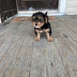 Female Yorkshire Terrier Available in Cincinnati, oh