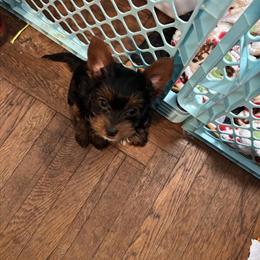 Female Yorkshire Terrier Available in Cincinnati, oh