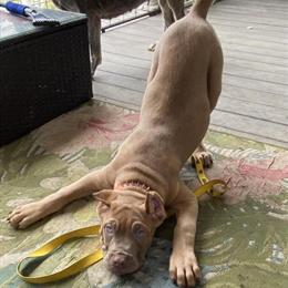 Cane Corso Puppies ICCF - 2 Males Available in Long Branch, nj