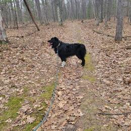 Australian Shepherd Male Stud Available for Breeding in Midland, mi