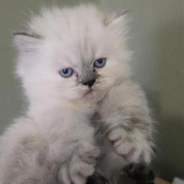 Himalayan Kittens Ready for Adoption in Sussex, nj