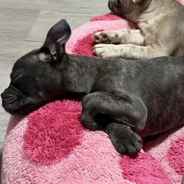 Female Frenchton with Lilac Blue Brindle and Green Eyes in Portsmouth, oh
