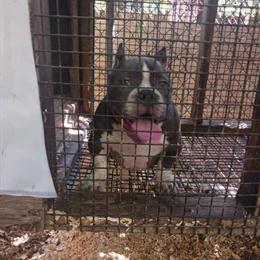 Nano Bully Puppies Available: Elite Genetics and Immediate Access in Statesville, nc