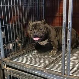 American Bully Puppy: Black Female Available in North Carolina in Statesville, nc