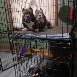 Nano Bully Puppies Available in North Carolina in Statesville, nc